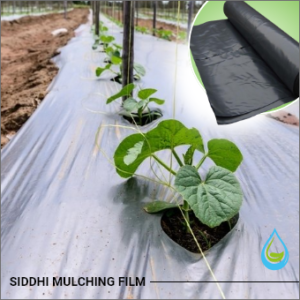 Mulching Film 30 Micron 3.25 feet 400 Meter
