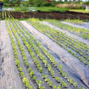 Weed Mat 5.2 Meter (17 Feet) Width 100 Meter (320 Feet) Length 110 GSM
