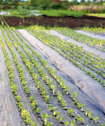 Weed Mat 5.2 Meter (17 Feet) Width 100 Meter (320 Feet) Length 110 GSM