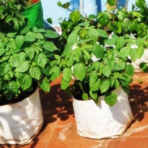 Poly Grow Bags 16x16x30 cm White Outside Black Inside